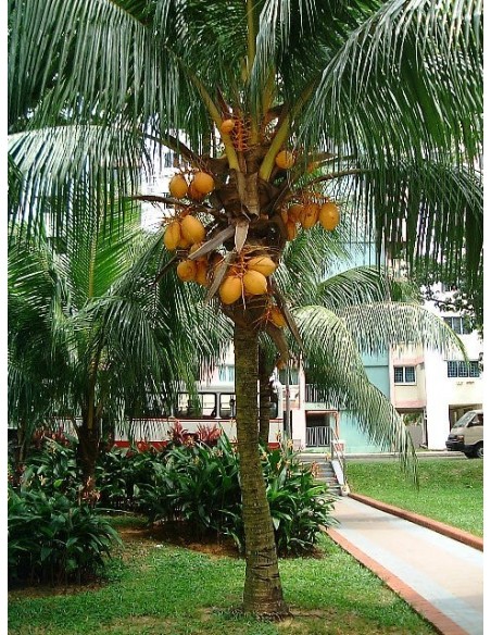 Cocotero Dorado (Cocos nucifera) 1 Palma en Venta - Comprar cocos Para sembrar en Mexico