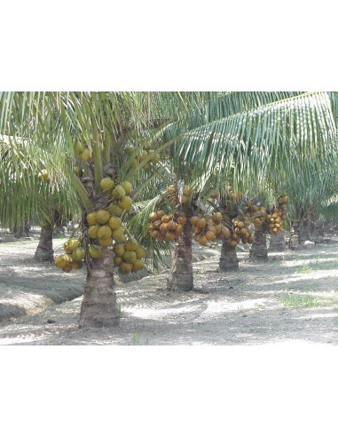 Cocotero Dorado (Cocos nucifera) 1 Palma en Venta - Comprar cocos Para sembrar en Mexico