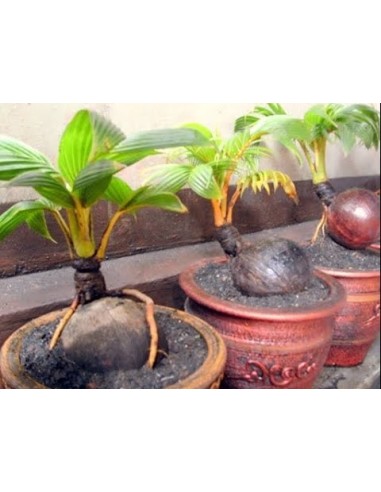 Cocotero Dorado (Cocos nucifera) 1 Palma en Venta - Comprar cocos Para sembrar en Mexico