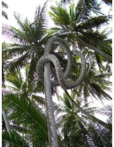 Cocotero verde Alto (Cocos nucifera) 1 Palma en Venta - Rennel island alto - Coco gigante
