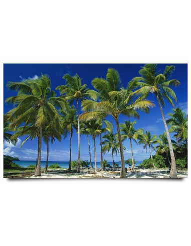 Solomon Islands Tall Coconut Palm (Cocos nucifera) Live Palm - Rare arecaceae For sale here