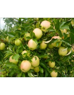 1 Arbolito de Manzana Golden delicious - Malus domestica - La mas grande coleccion de cultivares de Manzanos americanos. 2