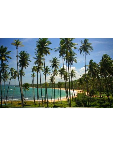 Cocotero verde Alto (Cocos nucifera) 1 Palma en Venta - Rennel island alto - Coco gigante