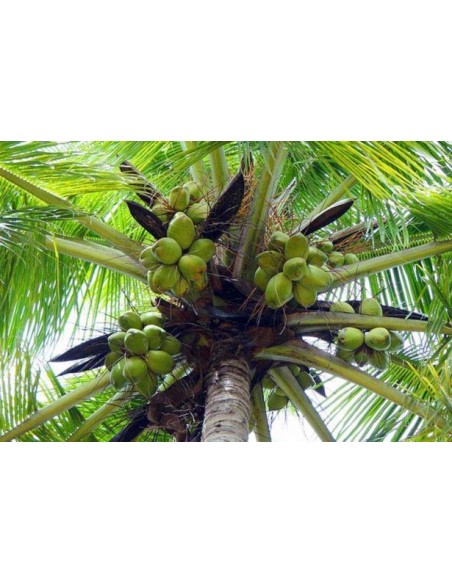 Cocotero verde Alto (Cocos nucifera) 1 Palma en Venta - Rennel island alto - Coco gigante