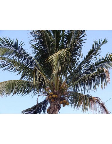 Solomon Islands Tall Coconut Palm (Cocos nucifera) Live Palm - Rare arecaceae For sale here