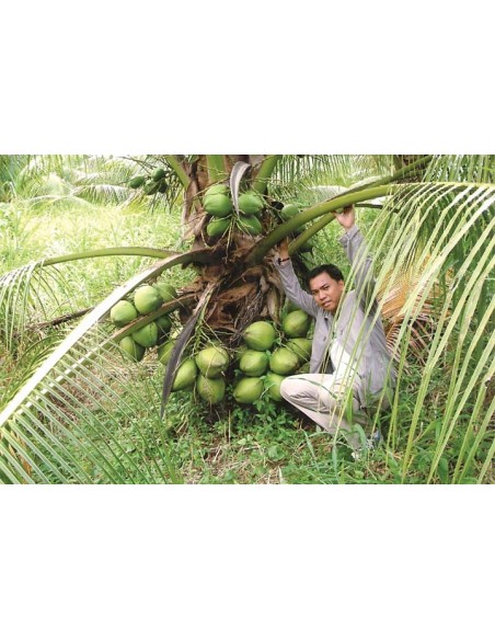 Coco Super Enano del Fiji (Cocos nucifera) 1 Palma en Venta - Coco Enano super Productivo