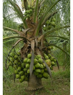 Fiji Dwarf Coconut Palm (Cocos nucifera) Live Palm - Rare arecaceae For sale here 2