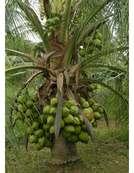 Coco Super Enano del Fiji (Cocos nucifera) 1 Palma en Venta - Coco Enano super Productivo