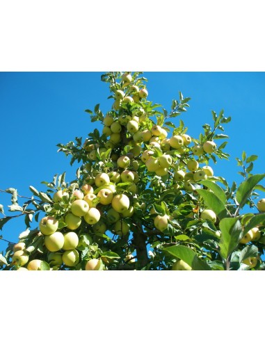 1 Arbolito de Manzana Golden delicious - Malus domestica - La mas grande coleccion de cultivares de Manzanos americanos.