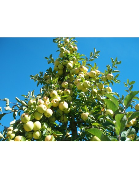 1 Arbolito de Manzana Golden delicious - Malus domestica - La mas grande coleccion de cultivares de Manzanos americanos. 1 Arbolito de Manzana Golden delicious - Malus domestica - La mas grande coleccion de cultivares de Manzanos americanos.