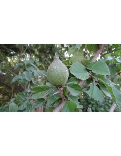 Rare Black Jam fruit tree for sale (Randia monantha) Not aculeata. Endemic from Veracruz Mexico 2