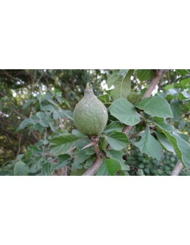 Rare Black Jam fruit tree for sale (Randia monantha) Not aculeata. Endemic from Veracruz Mexico