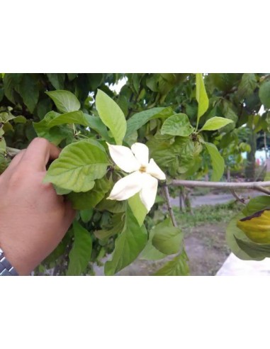 Rare Black Jam fruit tree for sale (Randia monantha) Not aculeata. Endemic from Veracruz Mexico