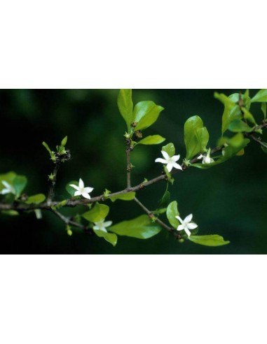 1 Arbolito de Crucetillo (Randia monantha) El arbol contra picadura de serpientes  Raros y endemicos Crusetillo