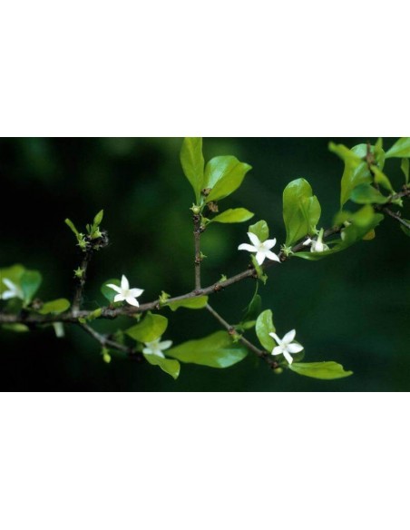 Rare Black Jam fruit tree for sale (Randia monantha) Not aculeata. Endemic from Veracruz Mexico