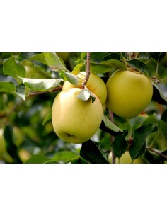 1 Arbolito de Manzana Golden delicious - Malus domestica - La mas grande coleccion de cultivares de Manzanos americanos.