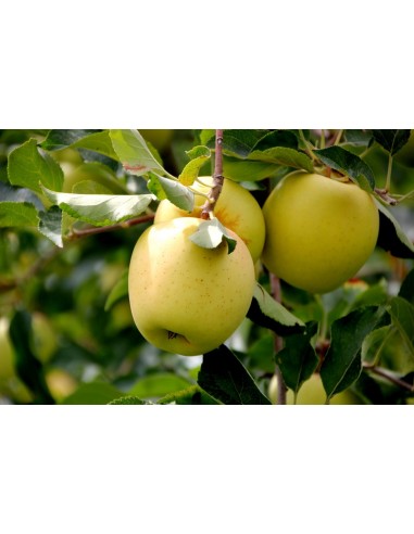 1 Golden delicious Apple Live plant - Malus domestica