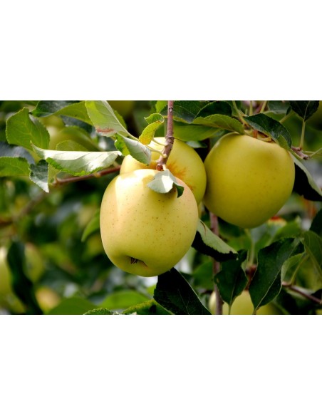 1 Arbolito de Manzana Golden delicious - Malus domestica - La mas grande coleccion de cultivares de Manzanos americanos. 1 Arbolito de Manzana Golden delicious - Malus domestica - La mas grande coleccion de cultivares de Manzanos americanos.