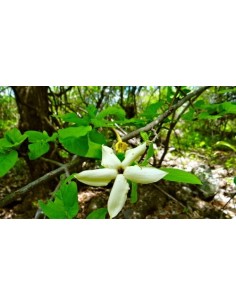 1 Arbolito de Crucetillo (Randia monantha) El arbol contra picadura de serpientes  Raros y endemicos Crusetillo