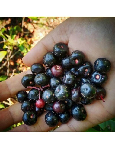 1 Arbolito de Chagalapoli (Ardisia compressa) Capulin agrio Fruta nativa de los Tuxtlas veracruz