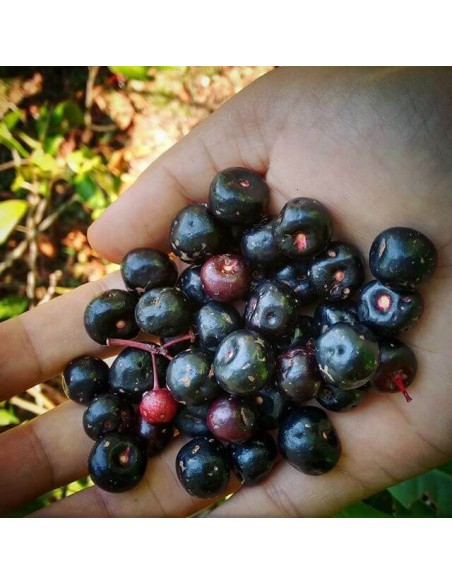 Acachul or Acai da Mata or Gondo Fruit - Live Plantas for sale (Ardisia compressa) RARE HARD TO FIND