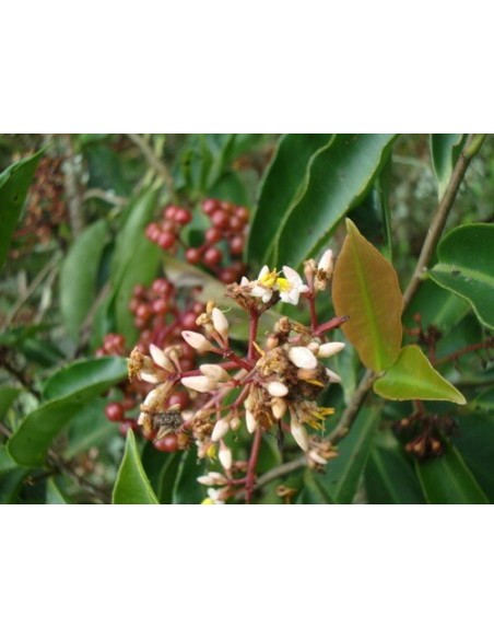 Acachul or Acai da Mata or Gondo Fruit - Live Plantas for sale (Ardisia compressa) RARE HARD TO FIND
