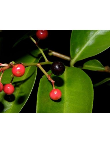 Acachul or Acai da Mata or Gondo Fruit - Live Plantas for sale (Ardisia compressa) RARE HARD TO FIND