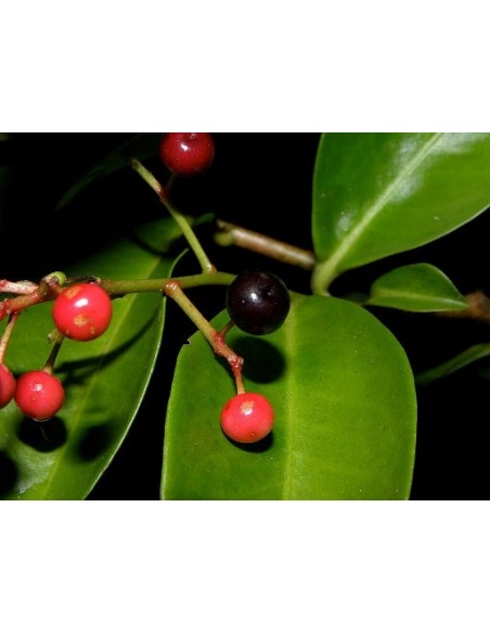 Acachul or Acai da Mata or Gondo Fruit - Live Plantas for sale (Ardisia compressa) RARE HARD TO FIND