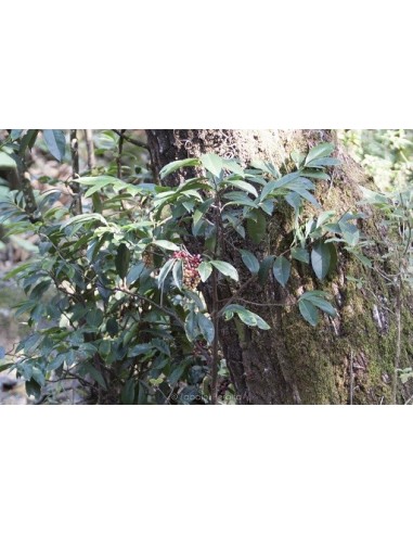 1 Arbolito de Chagalapoli (Ardisia compressa) Capulin agrio Fruta nativa de los Tuxtlas veracruz