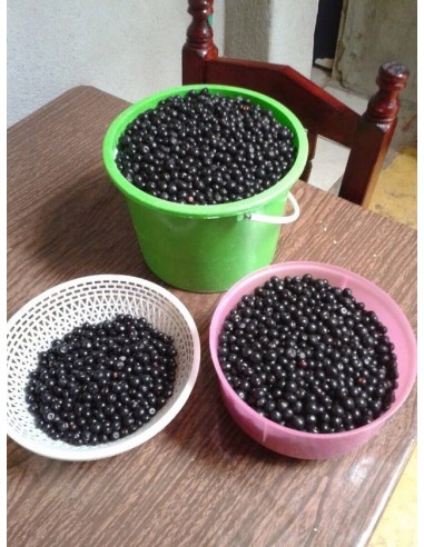 Acachul or Acai da Mata or Gondo Fruit - Live Plantas for sale (Ardisia compressa) RARE HARD TO FIND