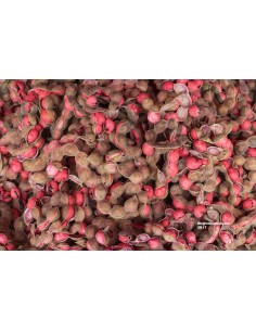 Manila Tamarind / Guamuchil  Live Tree - Seedling and Seeds of Rare Plants from Mexico. 2