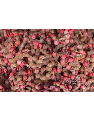 Manila Tamarind / Guamuchil  Live Tree - Seedling and Seeds of Rare Plants from Mexico.