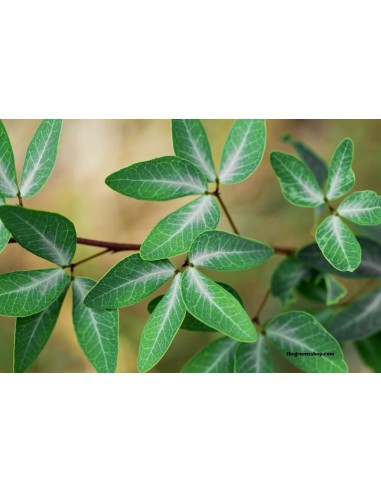 Manila Tamarind / Guamuchil  Live Tree - Seedling and Seeds of Rare Plants from Mexico.