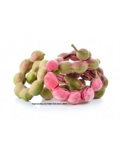 Manila Tamarind / Guamuchil  Live Tree - Seedling and Seeds of Rare Plants from Mexico.
