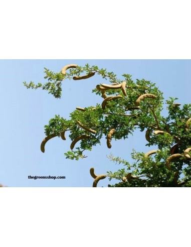 Texas ebony tree (Ebenopsis ebano) Pithecellobium flexicaule For sale online bonsai trees