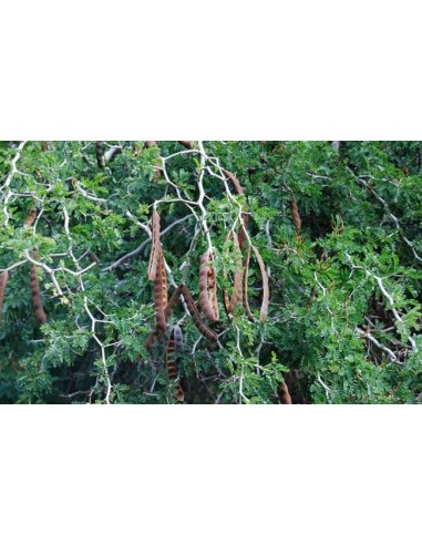 Texas ebony tree (Ebenopsis ebano) Pithecellobium flexicaule For sale online bonsai trees