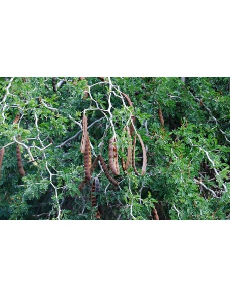 Texas ebony tree (Ebenopsis ebano) Pithecellobium flexicaule For sale online bonsai trees Texas ebony tree (Ebenopsis ebano) Pithecellobium flexicaule For sale online bonsai trees
