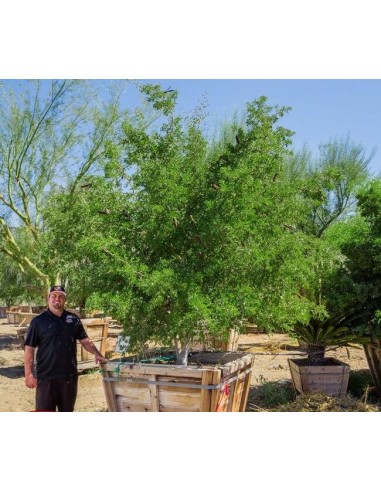 Texas ebony tree (Ebenopsis ebano) Pithecellobium flexicaule For sale online bonsai trees