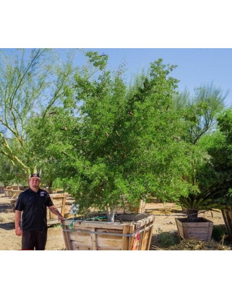 Texas ebony tree (Ebenopsis ebano) Pithecellobium flexicaule For sale online bonsai trees Texas ebony tree (Ebenopsis ebano) Pithecellobium flexicaule For sale online bonsai trees