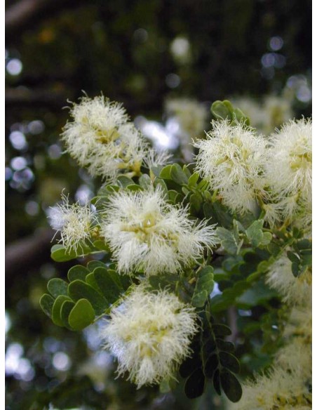 Texas ebony tree (Ebenopsis ebano) Pithecellobium flexicaule For sale online bonsai trees Texas ebony tree (Ebenopsis ebano) Pithecellobium flexicaule For sale online bonsai trees