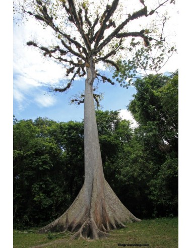 1 Arbolito de Ceiba o Pochote (Ceiba pentandra) Venta-Compra de arbolitos de Invernadero sagrados