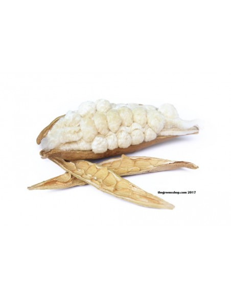1 Arbolito de Ceiba o Pochote (Ceiba pentandra) Venta-Compra de arbolitos de Invernadero sagrados