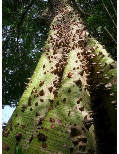 Silk cotton tree Live Plantas Buy online Now (Ceiba pentandra) 2