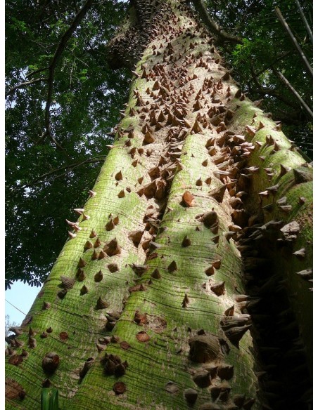 1 Arbolito de Ceiba o Pochote (Ceiba pentandra) Venta-Compra de arbolitos de Invernadero sagrados