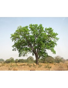 1 Arbol de Caoba - Swietenia macrophylla - Madera fina para reforestar.
