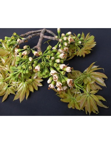 Silk cotton tree Live Plantas Buy online Now (Ceiba pentandra)