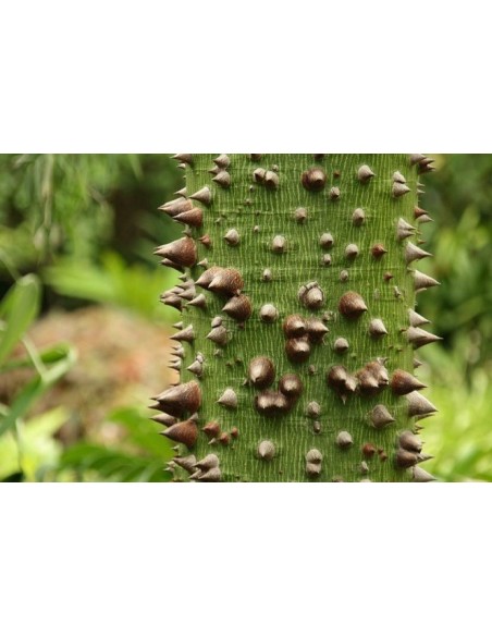 1 Arbolito de Ceiba o Pochote (Ceiba pentandra) Venta-Compra de arbolitos de Invernadero sagrados