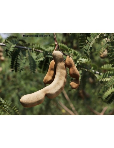 Tamarind / Tamarindus indica  / For Sale - Greenss Shop Orchards - Online WorldWide shippings