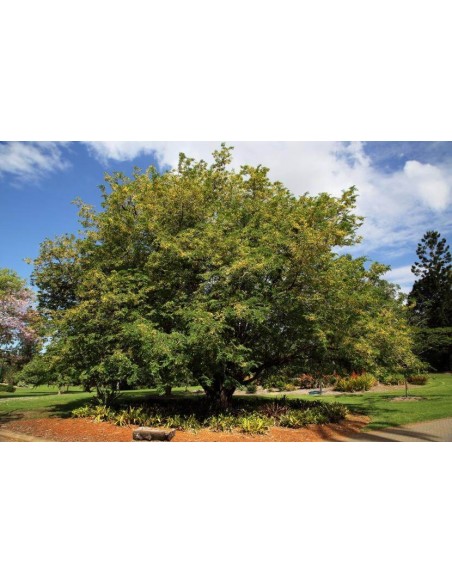 1 Arbolito de Tamarindo (Tamarindus indica) Tamarindé, Vivero de Arboles frutales En linea comprar