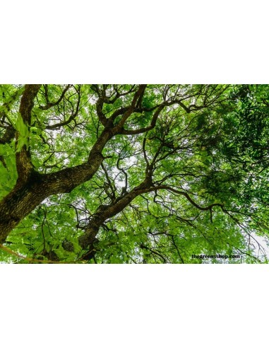Tamarind / Tamarindus indica  / For Sale - Greenss Shop Orchards - Online WorldWide shippings
